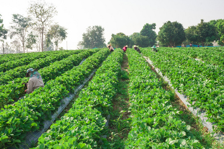 美丽的草莓农场在清迈泰国