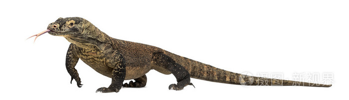 科莫多龙伸出舌头孤立在上白