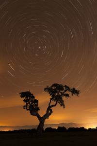 美丽的夜景，天空下有一棵树，满是星星