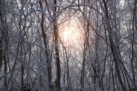 阳光照耀着白雪覆盖的树枝