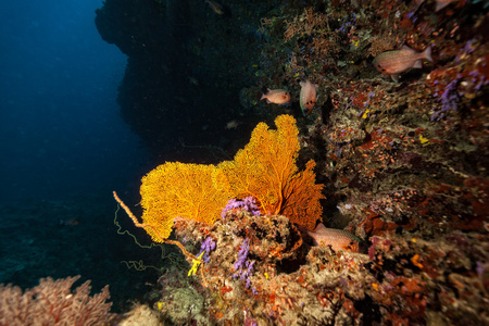 珊瑚礁的软珊瑚的细节