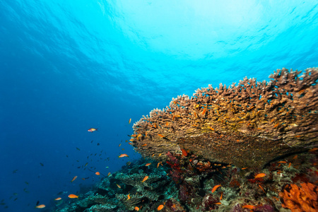 珊瑚礁与软 硬珊瑚