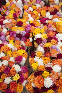 在波恩市场上出售的彩色的玫瑰