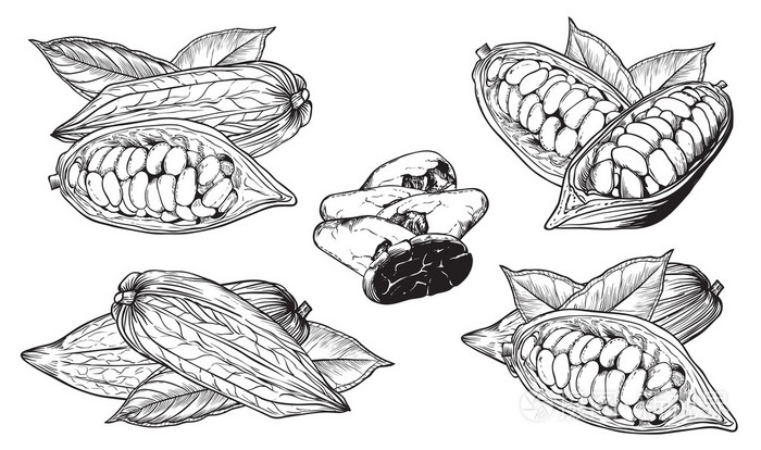 矢量孤立在白色背景上的可可豆