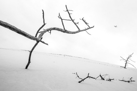 拉特沙丘上的枯树图片