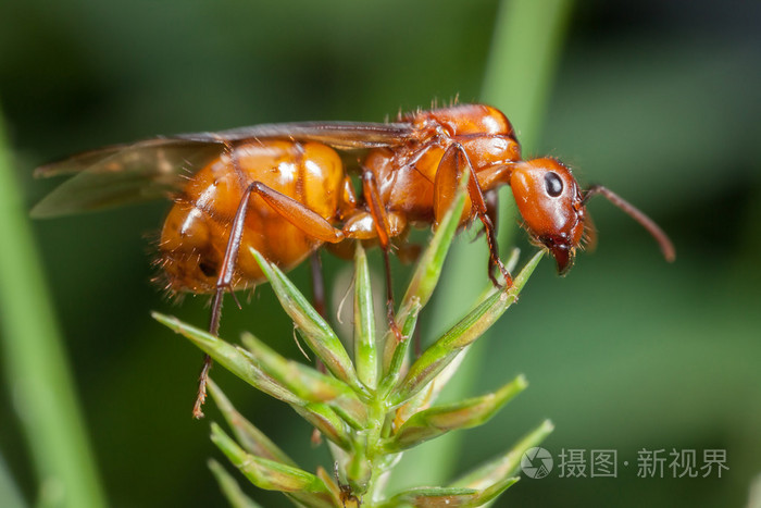 在叶子上飞蚂蚁