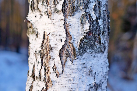 桦木 barkbirch, 树皮, 白色, 背景