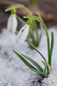 第一次雪花莲之间解冻雪