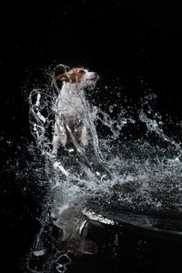狗杰克罗素梗犬，狗玩，跳，跑，在水里移动