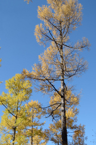 黄色的秋天落叶松树对蓝天图片