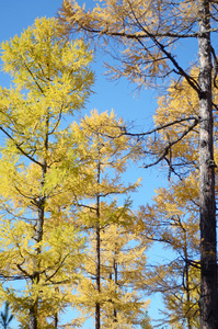 黄色的秋天落叶松树对蓝天图片
