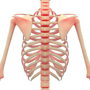 人类的肋骨和肩胛骨