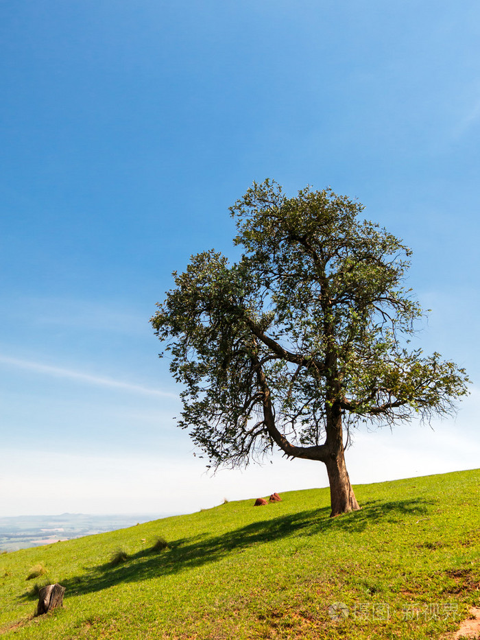 孤独的树,坡地绿草山