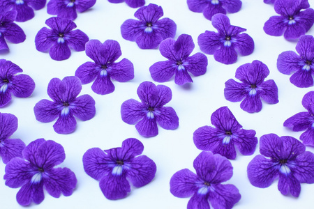 紫色的花朵图案背景