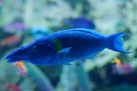 鸟嘴濑在蓝色水族馆里