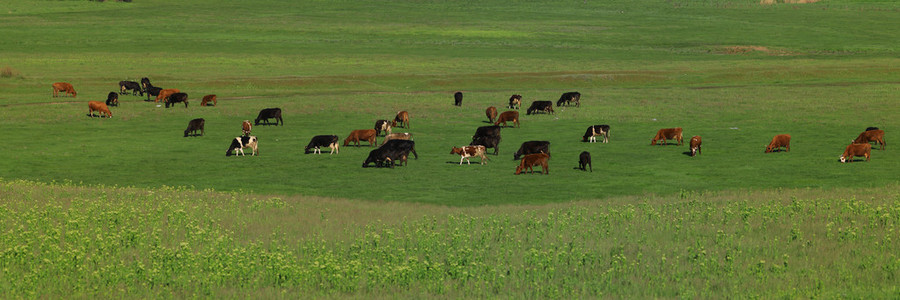 在一片绿色的草地上牛