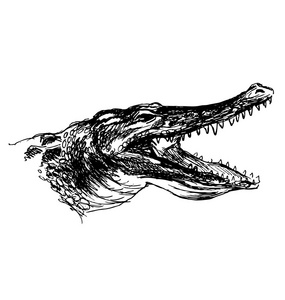 毛绒玩具的鳄鱼头图片