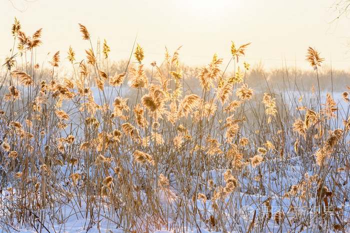 芦苇在雪中对着日落横向视图与芦苇再