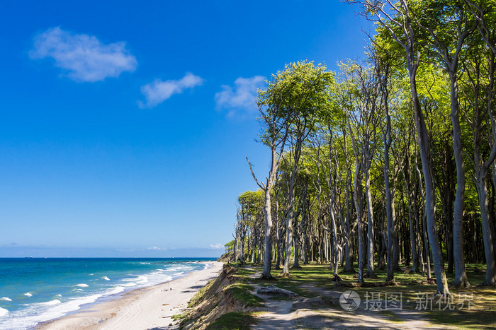 在波罗的海海岸沿海森林
