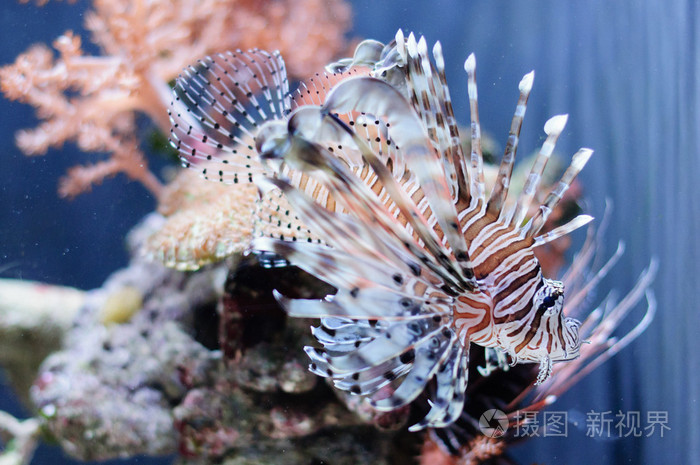 很漂亮的红狮子鱼对珊瑚