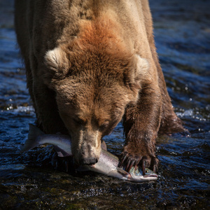 阿拉斯加棕熊与三文鱼
