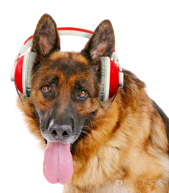 可爱的小狗戴着耳机分离