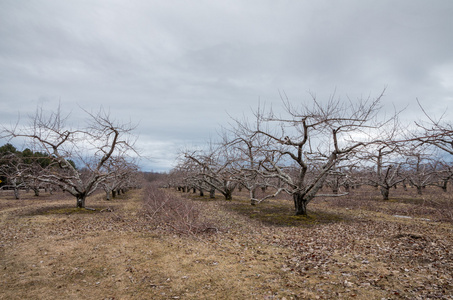 冬天的苹果果园 照片