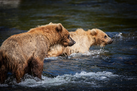 阿拉斯加棕熊幼崽