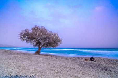 在海滩棵孤独的树