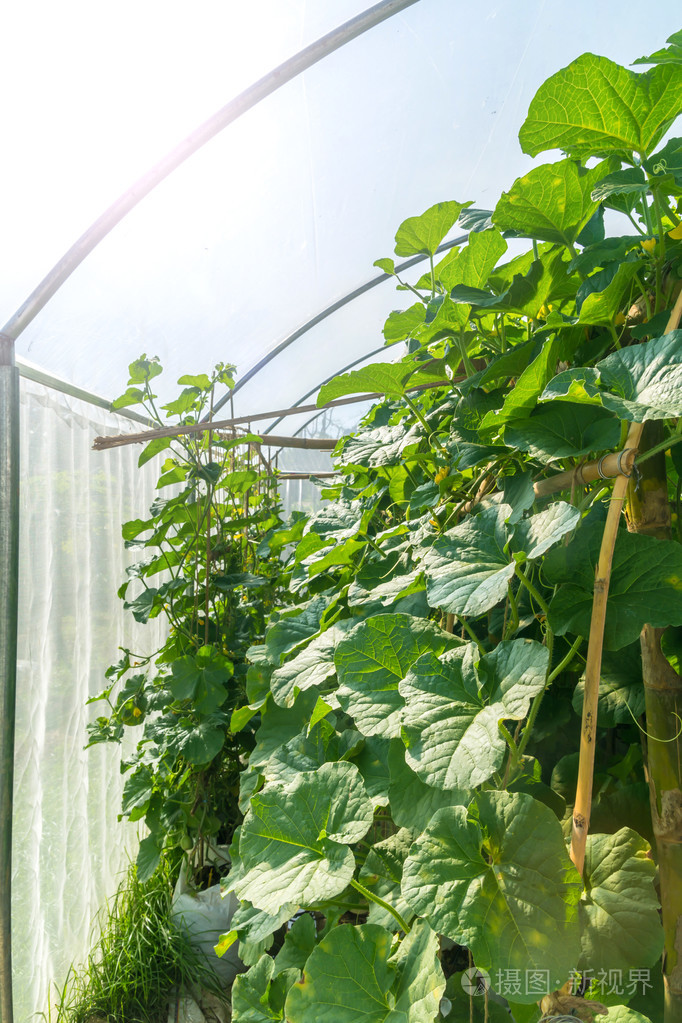 植物水培甜瓜树