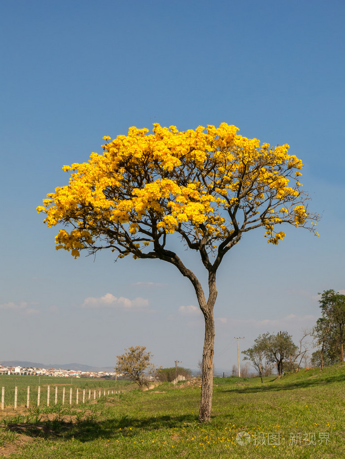 仅金喇叭树handroanthus阿不思与城市背景