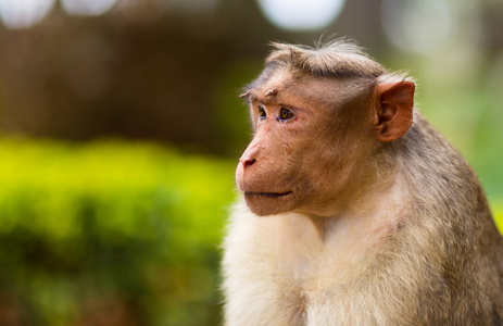 螃蟹吃猕猴图片