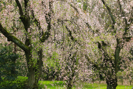 日本樱花樱花树与粉红色花卉