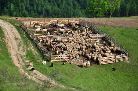群羊在春天