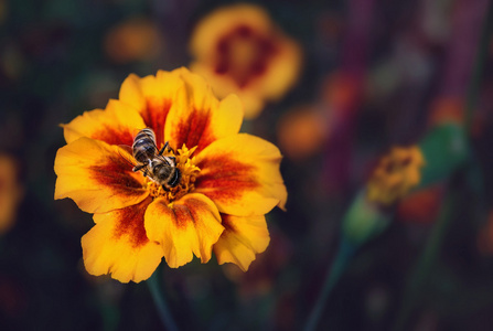 蜜蜂在一朵万寿菊