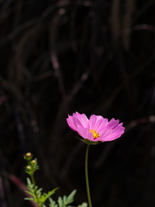 粉色波斯菊花卉