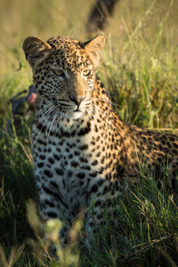 一个非洲豹警报埃托沙纳米比亚