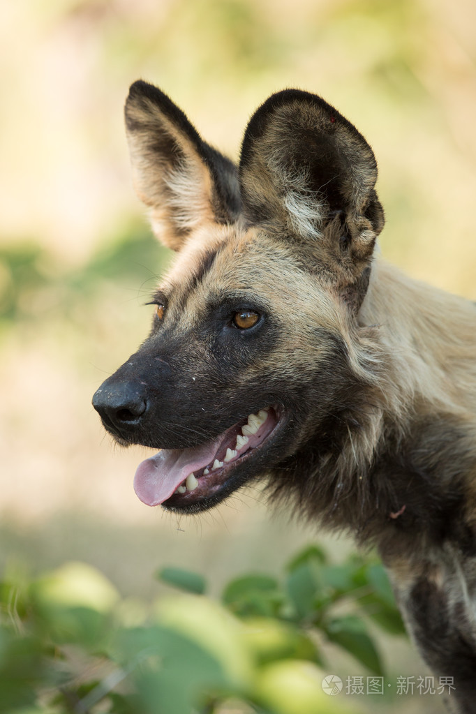 一个非洲野狗肖像纳米比亚埃托沙