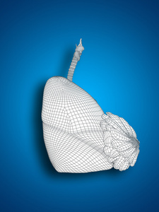 概念或概念解剖人类女人 3d 线框网格呼吸系统与在蓝色背景上的乳房