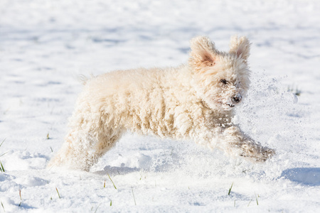 白狮子狗玩雪