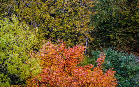 五彩缤纷的秋天在公园里。创意视角