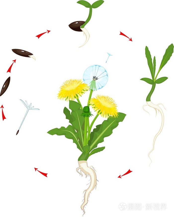 蒲公英的生命周期