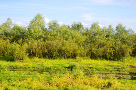 阳光明媚的日子里的沼泽