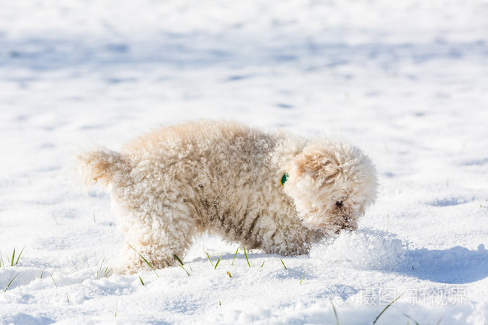 白狮子狗玩雪