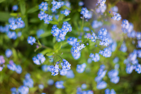 蓝色勿忘我花花蕾