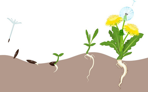 蒲公英的生命周期