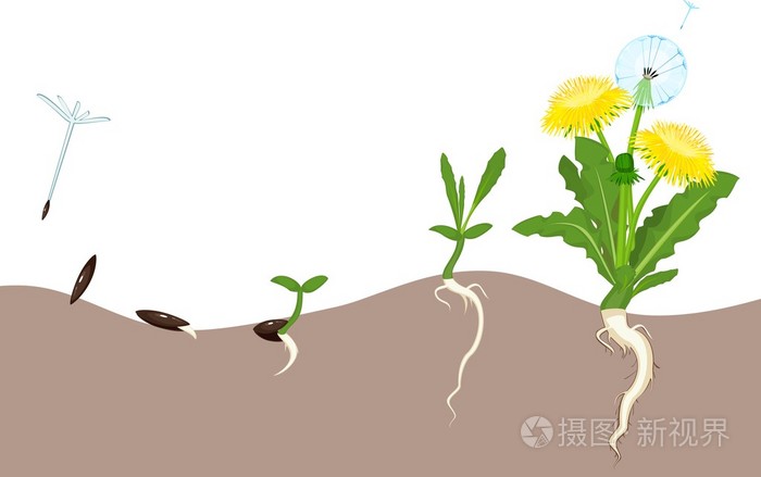 蒲公英的生命周期