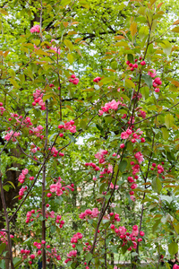 灌木枝有明亮的粉红色的花朵
