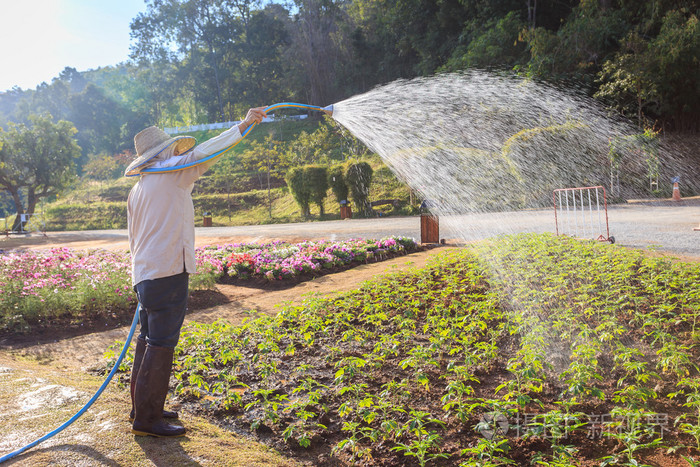泰国人在清迈花园里的花浇水