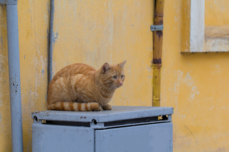 红色的猫在